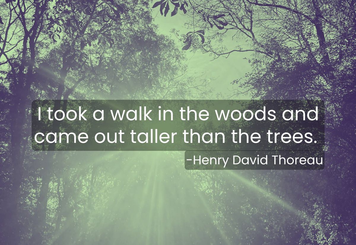 Card front: sunlight through woodland. Text reads: I took a walk in the woods and came out taller than the trees. Henry David Thoreau.